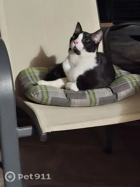 Perdido gato, Carrer 357, 8, La Canyada, Manises — muy tímido y cariñoso - photo