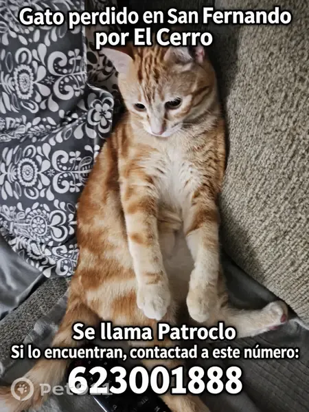 Gato perdido, Calle Escritora María Zambrano, 12, San Fernando — hembra miedosa - photo
