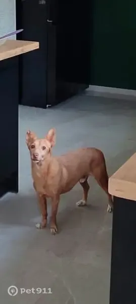 Perro perdido, Calle Mimosa, 1, Foia Blanca, Altea — podenco pequeño y muy bueno - photo