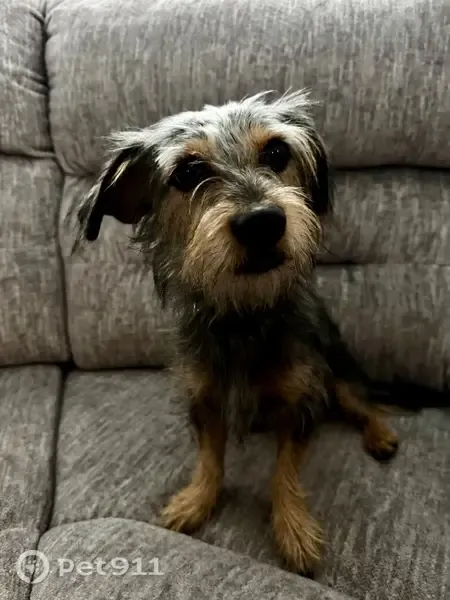 Lost male dog, Impala Place, Casa Grande - photo