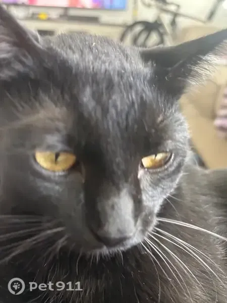 Lost male cat, Eagle Mountain, Utah — orange QR-code collar - photo