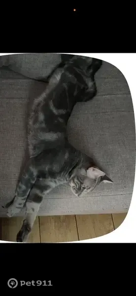 Gato perdido, macho, Plaza Valle de Oro, 7, Madrid, Carabanchel — gris atigrado - photo