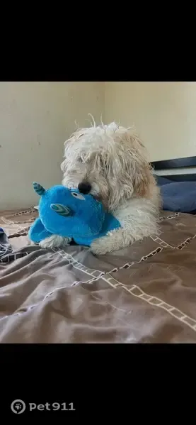 Lost Dog, Coralstone Drive, 10685, El Paso — male white poodle - photo