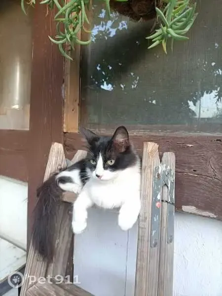 Gato perdido, hembra, GR 173, Barberà del Vallès, Barbera del Valles — pelo blanco y negro - photo