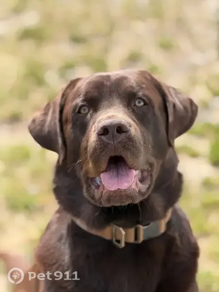 Lost dog, AR 60, Houston — male chocolate Lab - photo