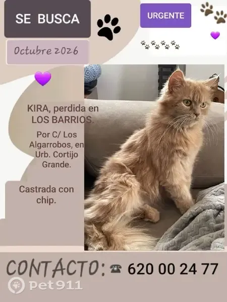 Gato perdido, Calle los Algarrobos, 42, Los Barrios, Algeciras — hembra de pelo largo - photo