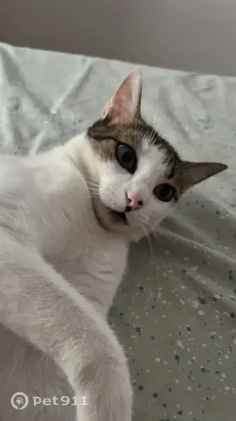 Gato perdido, La Perla-Torremuelle, Andalucía, Benalmadena — lunar en la nariz - photo