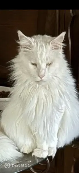 Gato perdido, Calle Paquita Villanueva, 6, Torrevieja — castrado y de 9 años - photo