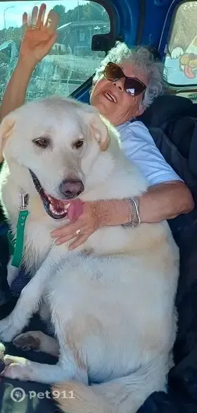 Perro perdido, Avinguda de Castelló, 10, Mont-roig del Camp, Cambrils — blanco amarillento y muy asustado - photo