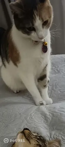 Lost cat, Wimbledon Way, Cape Town — calico female - photo