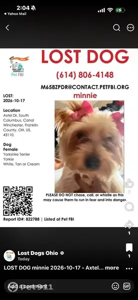 Lost dog, Canal Winchester, Ohio, Canal Winchester — white and tan Yorkie - photo