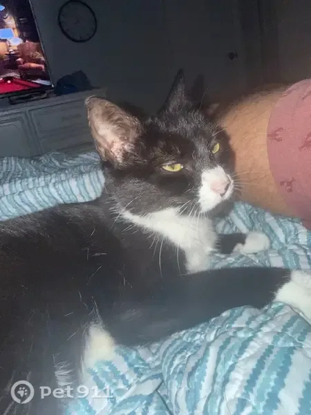 Lost cat, Southwest Ibis Street, 1299, Palm City — small female tuxedo cat - photo
