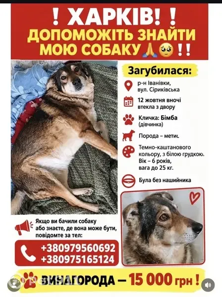 Зникла собака, Сіриківська вулиця, Харків — 6-річна дівчинка-метис без ошийника - photo