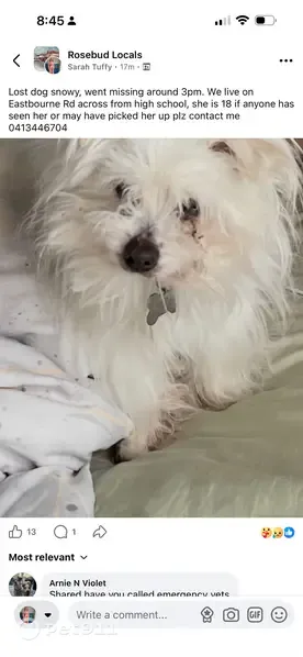 Lost dog, female, Eastbourne Road, 380, Melbourne, McCrae - photo