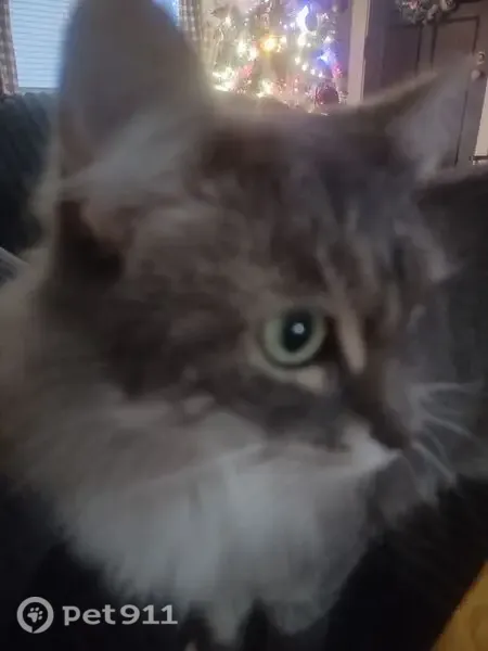 Lost cat, Madolyn Lane, 20, Averill Park, Arlington — female with a gray fluffy tail - photo