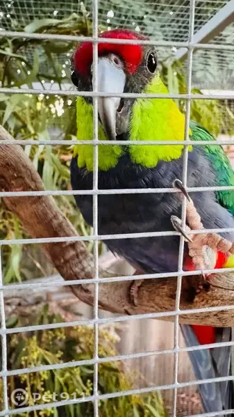 Lost Bird, Kenton Way, 3, Rockingham, Perth — male Red Capped Parrot - photo