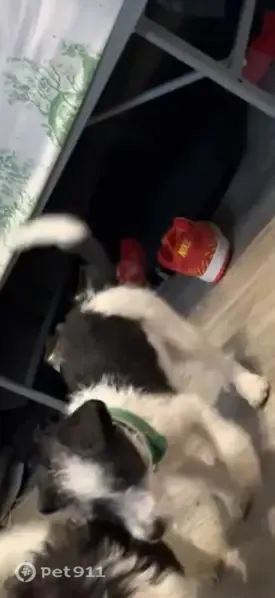 Lost Dog, South Bend, Indiana, Chicago — small black-and-white male pup - photo