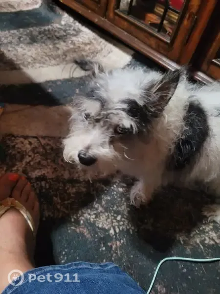 Lost dog, Meadow Lark, 1912, Irving — male, 12-year-old Jack Russell mix with black spots - photo