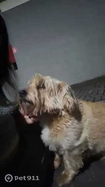 Cachorro encontrado, Rua Maria Teixeira de Mello, 19 — Lhasa macho, muito dócil - photo