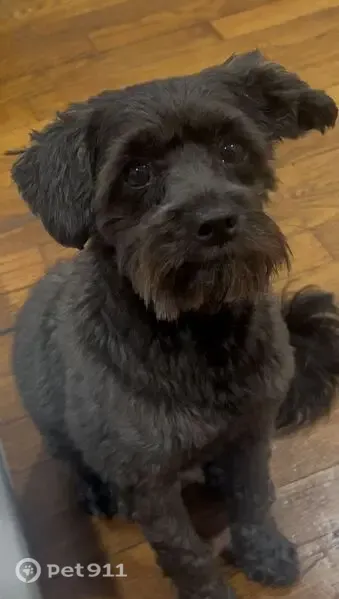 Lost dog, 2nd Avenue, 8607, North Bergen, Fairview — small black Yorkipoo - photo