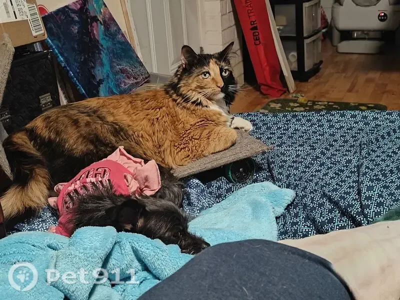 Lost cat, East Lerma Place, 7634, Tucson — half-orange, half-black face - photo
