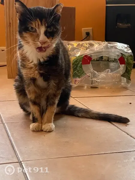 Lost cat, Burgess Place, 246, Passaic — female senior calico with ear tip - photo