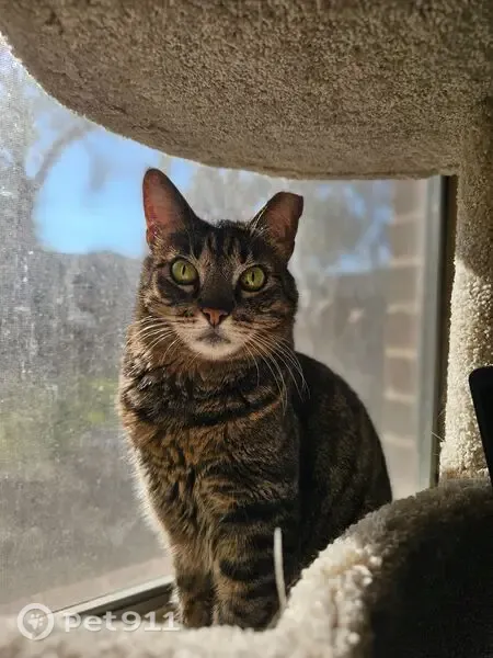 Lost male cat, Ravello Pass, 8908, Austin — gray-brown tabby with a cut ear - photo