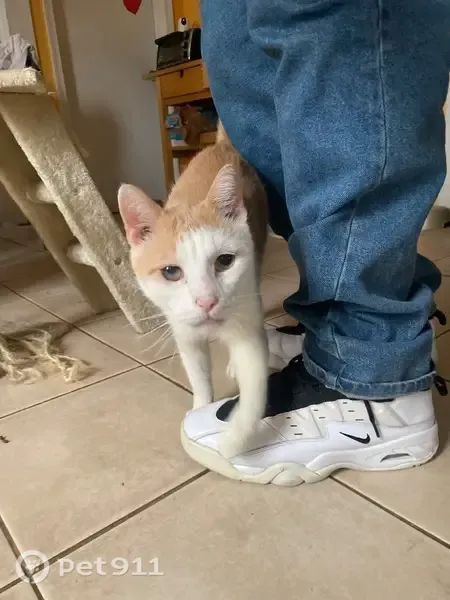 Lost cat, Burgess Place, 253, Clifton — senior male with a white and orange coat - photo