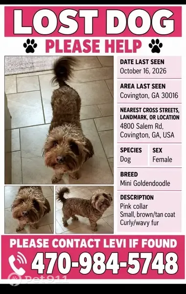 Lost Dog, Old Oak Court, 99, Buck Creek, Covington — female with a pink collar - photo