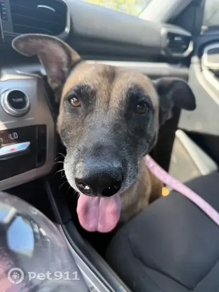 Lost dog, McKinley Avenue, California, San Bernardino — brown coat, healing wound - photo