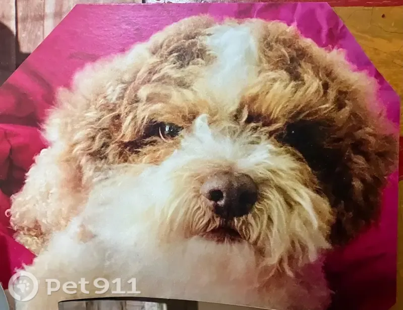 Lost dog, Hazelton Street, 4405, Houston — small fluffy poodle mix, about 16 years old - photo