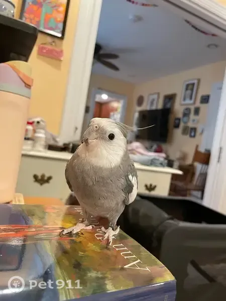 Lost male bird, East State Street, 20;28, Doylestown — responds to cockatiel songs - photo