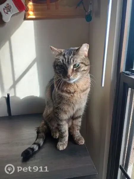 Lost cat, male, Calle De Oro, 5617, Evansville — larger, shy, clipped ear - photo