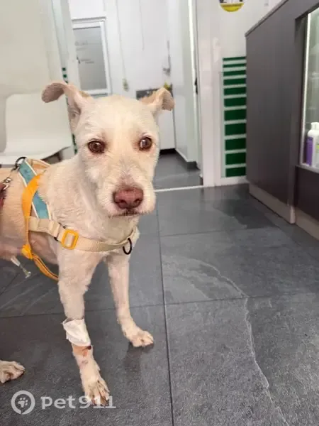 Perro encontrado, Avenida Amacuzac, 21, Colonia Nativitas — color crema y muy dócil - photo
