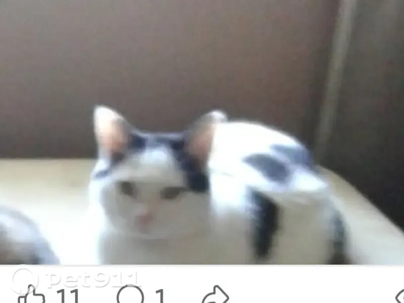 Lost cat, Jefferis Avenue, 1514, Killeen — white with black markings, emotional support animal - photo
