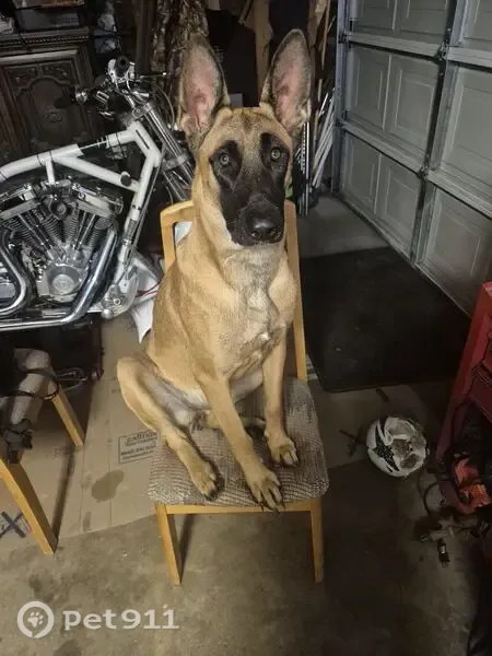 Lost Dog, Walnut Drive, Eureka — female with a black mask and ears - photo