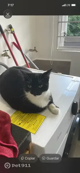 Gato perdido, hembra, Calle 3, 3280, Zapopan, Guadalajara — tiene sobrepeso - photo
