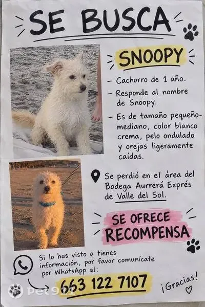 Perro perdido, Valle Atlixco, 8725, Tijuana — blanco, de pelo ondulado y sin collar - photo