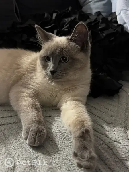 Lost cat, Progress Road, 49, City of Moreton Bay, Burpengary — female, microchipped - photo