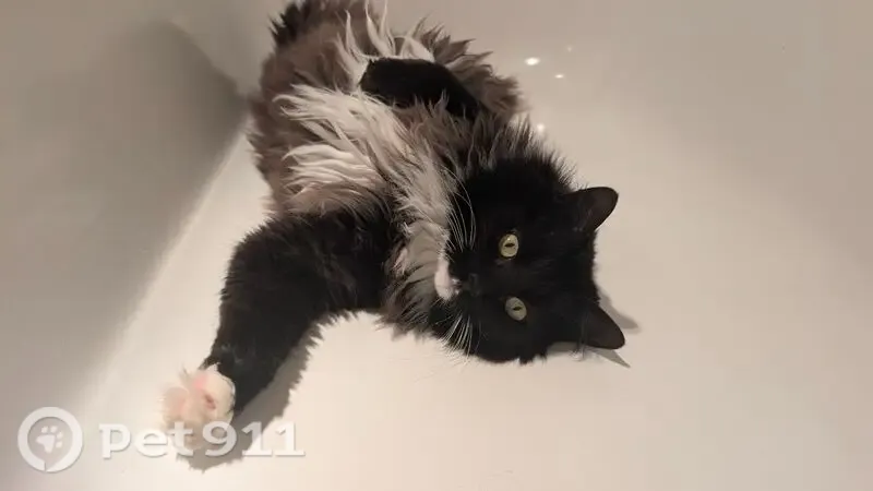 Lost cat, male, Logan, Queensland, Brisbane — friendly 7 kg tuxedo cat - photo