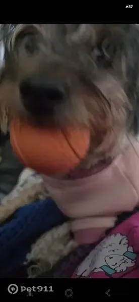 Lost female dog, Broken Elm Drive, Texas, Houston — black and tan Yorkie - photo