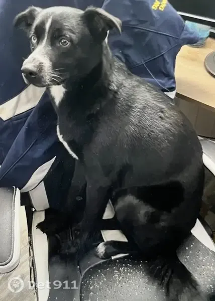 Lost dog, Harrison Lane, 1000, Hurst — male with one blue and one brown eye - photo