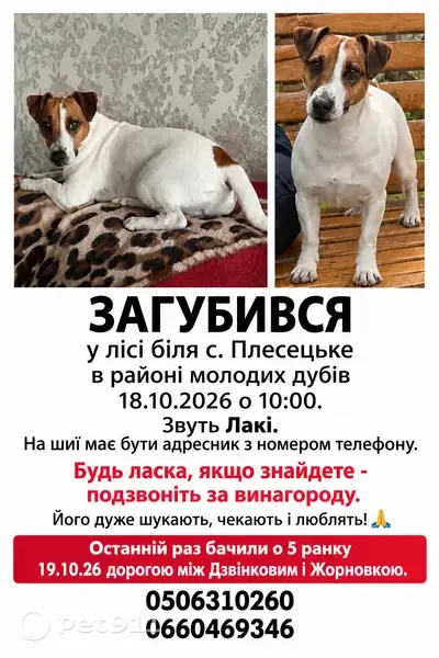 Зникла собака, Забір'я — біло-руда мордочка, ошийник і медальйон - photo