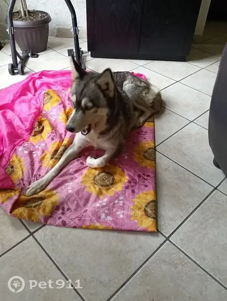 Perro perdido, Cuautitlán Izcalli, Estado de México, Mexico City — husky hembra con mascarita en el rostro - photo