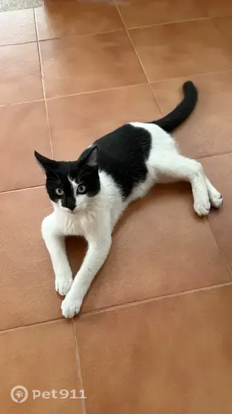 Gato perdido, Calle del Ponent, Almassora — cachorro blanco con hocico negro - photo