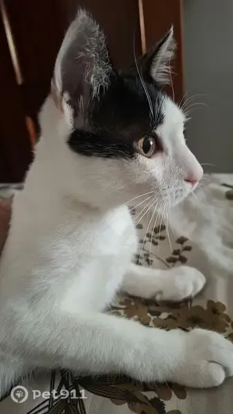 Perdido gato macho, Calle Río Guadiana, 6, Las Lagunas de Mijas, Fuengirola — mancha negra en la espalda - photo