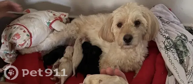 Cachorro perdido, Rua Paulo Menezello, 1101, São José do Rio Preto — pelagem creme e orelhas caramelo - photo