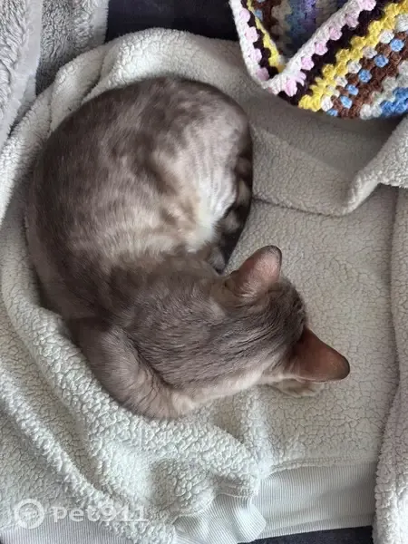 Found cat, Highters Heath Lane, 79, Kings Norton — friendly Bengal male - photo