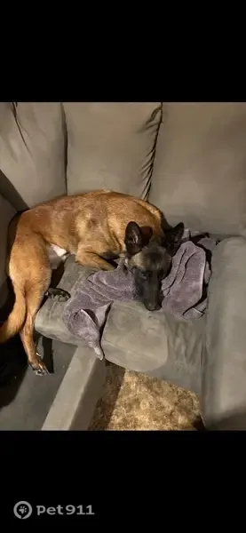Lost dog, male, Decatur Street, 5003, Omaha — dark fawn coat, black face - photo