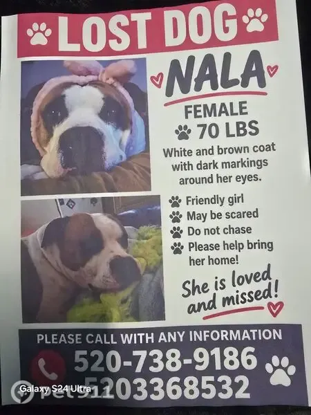 Lost dog, Sahuarita, Arizona, Phoenix — female with a hot pink collar - photo